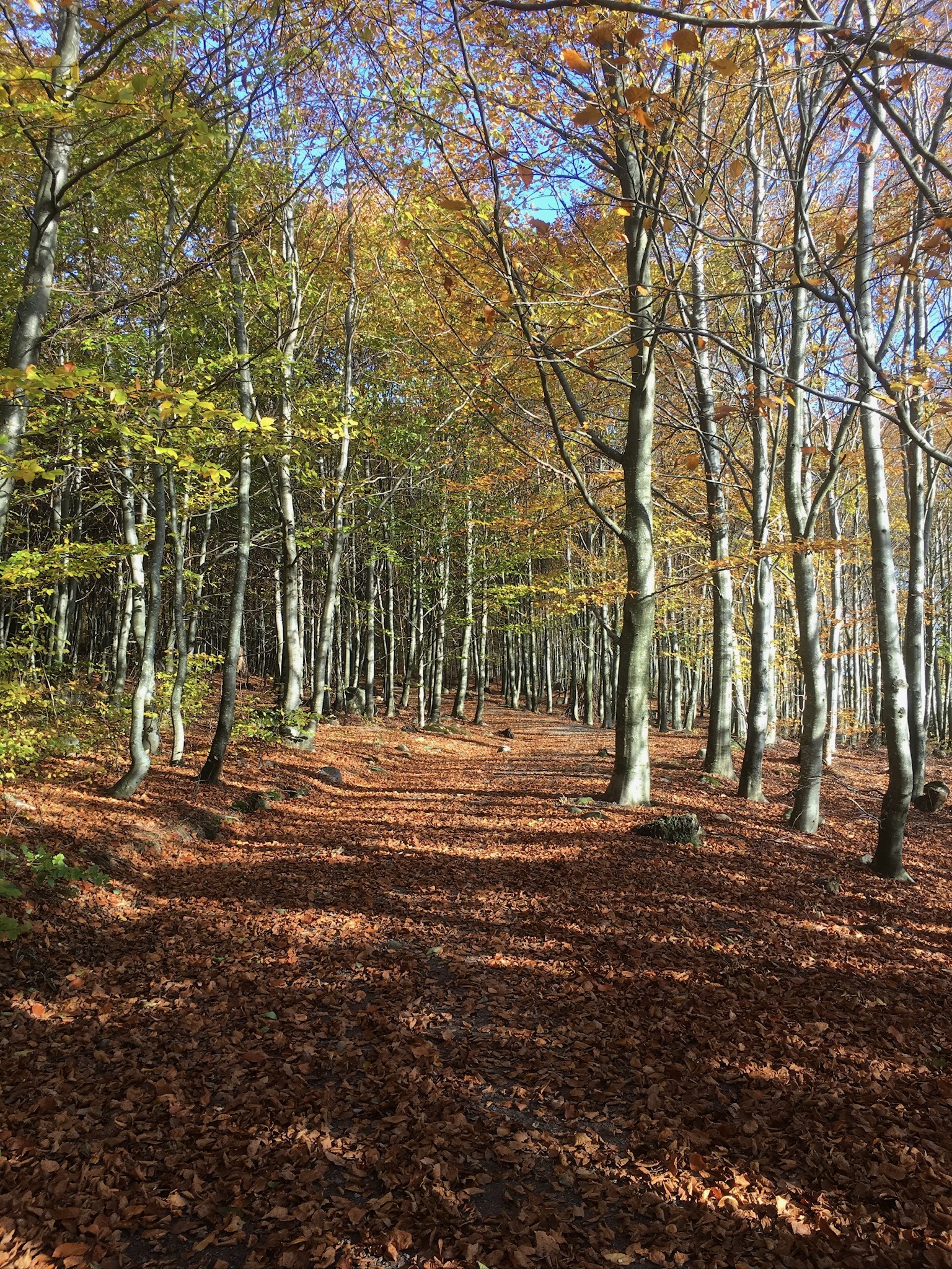 Ting jeg har lært av å gå en tur på stien
