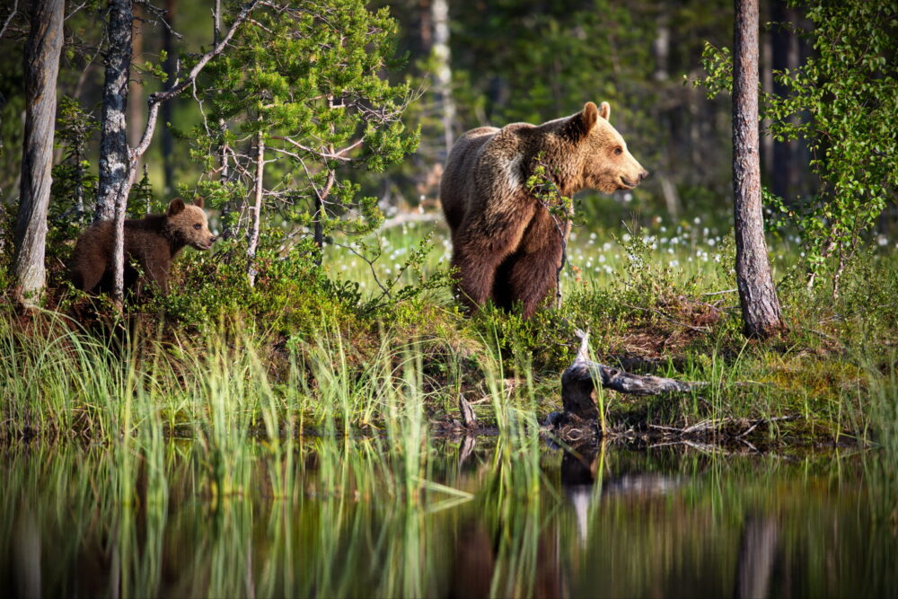 Nasjonalparker – naturens fristed og vårt ansvar