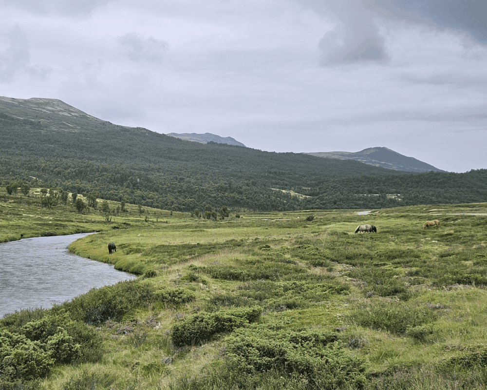 2. Etappe Tour de Dovre: Fra Hjerkinn til Grimsdalen