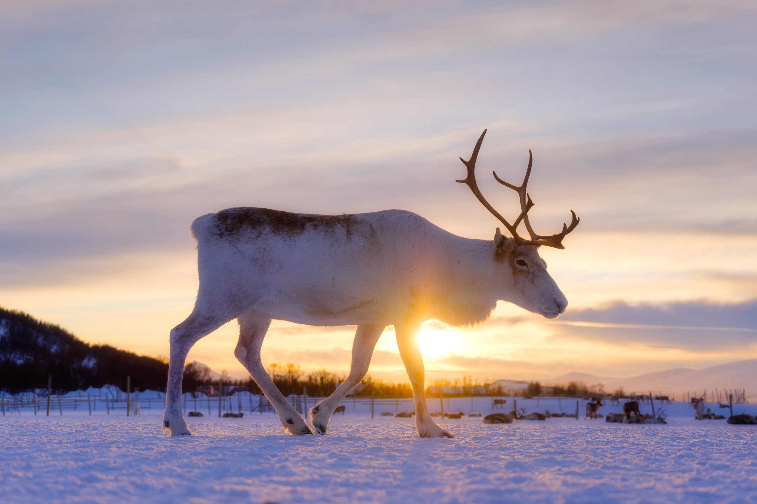 Øvre Dividal nasjonalpark – villmarksskatt i Troms