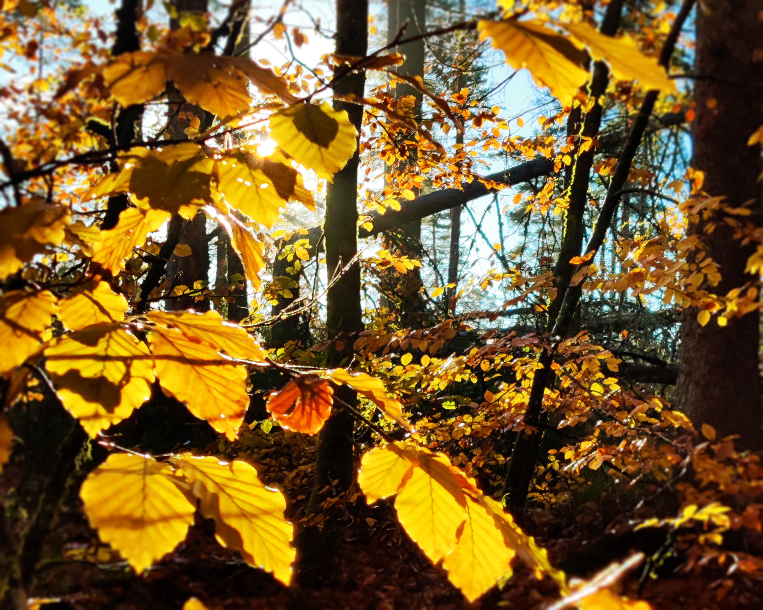 Del dine beste høstbilder – Vinn premie!