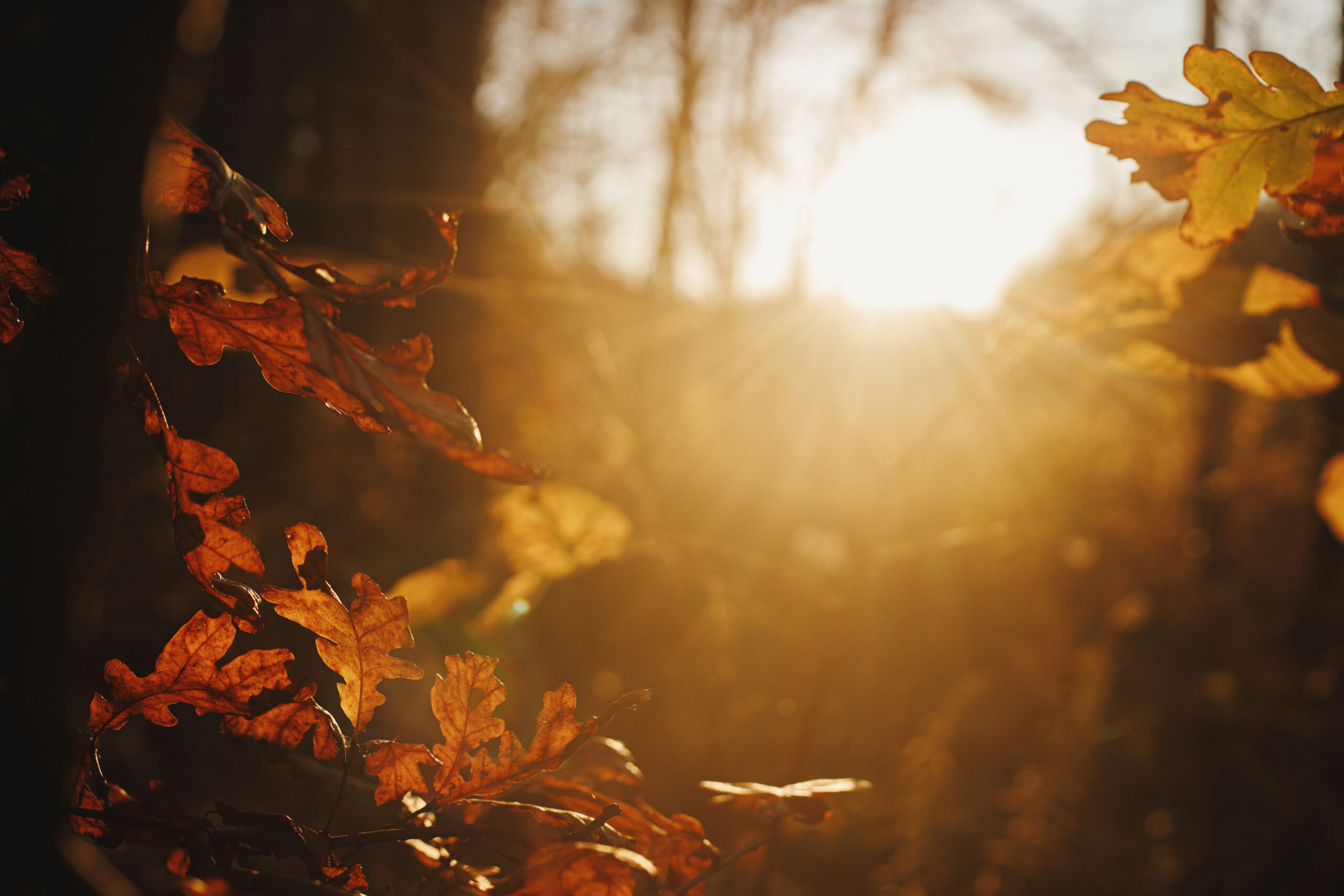 Beautiful autumn leaves in evening sun light. Autumnal background. Beautiful oak tree branches with brown leaves in sunset rays in autumn woods. Space for text