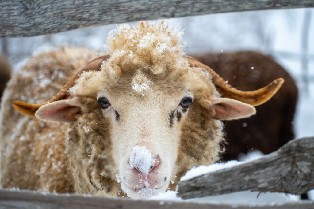 A closeup shot of a brown sheep in a winter setting, its fur covered with snow.