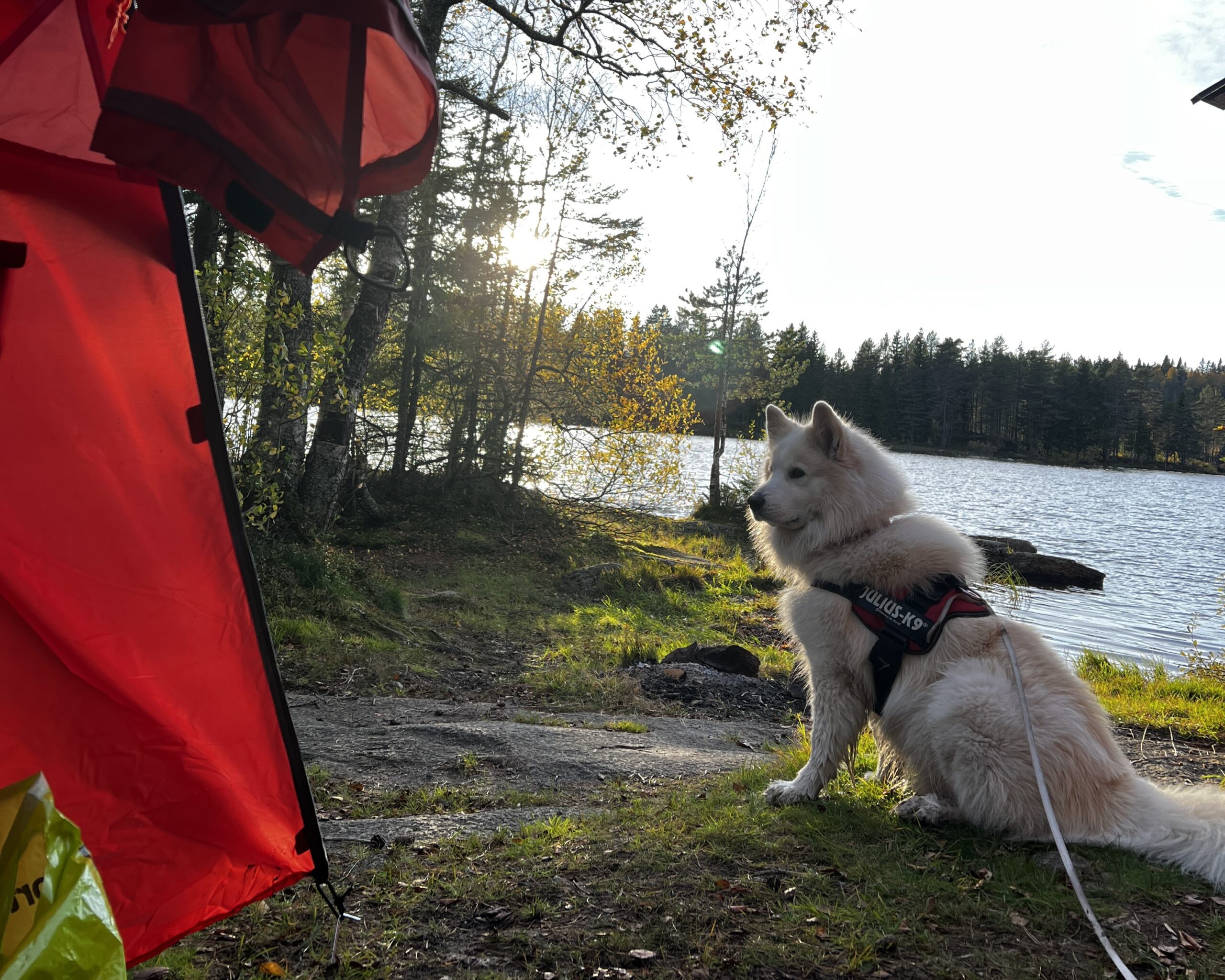 Telttur med 4-åring og hund: Slik gikk det.