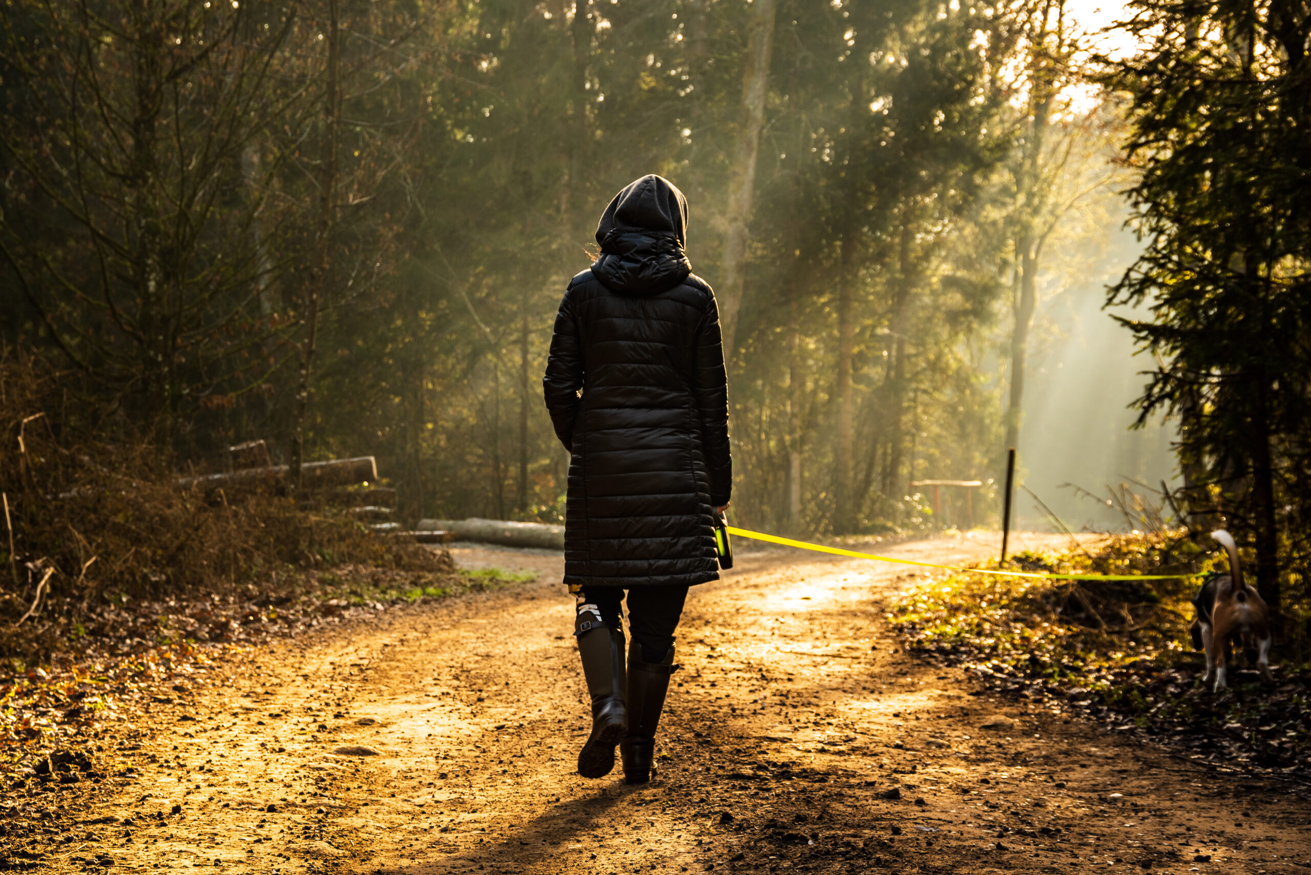 Girl in sun rays walking with beagle dog on leash in forest path.