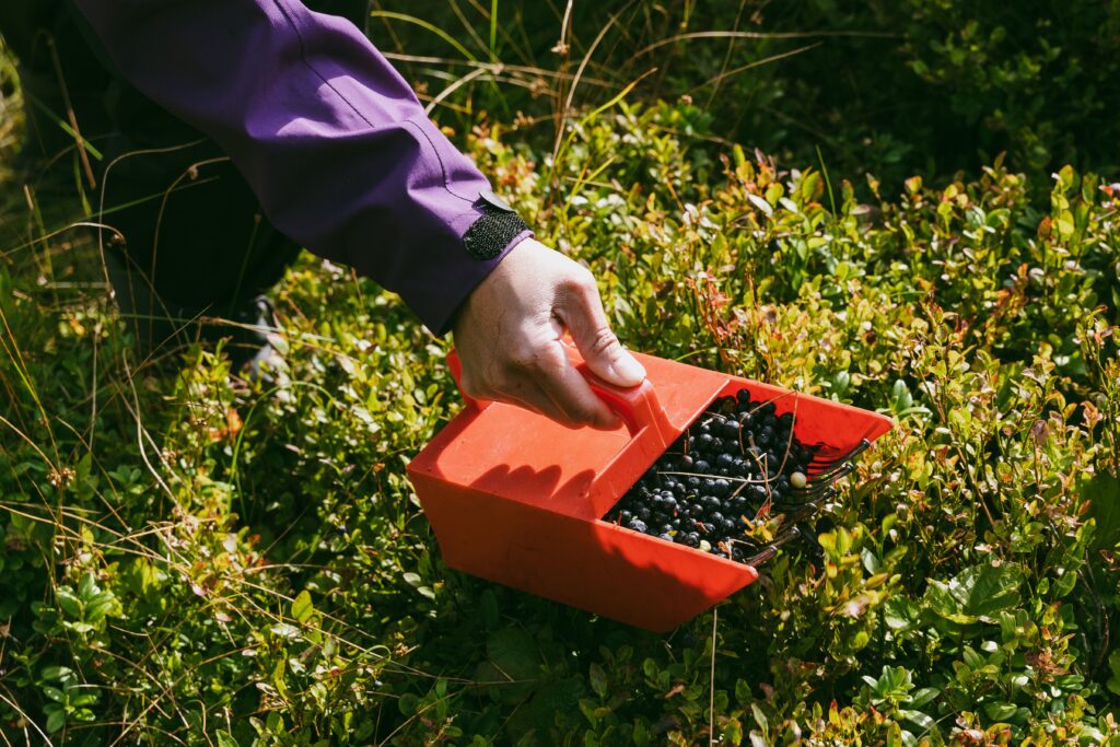 A female worker picks blueberries with a blueberry picker in the field, closeup shot