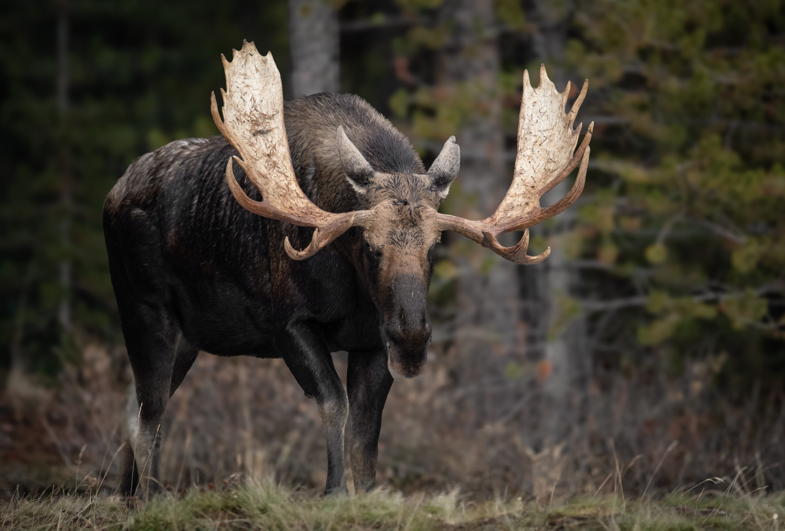 Tur i skogen mens jakta pågår